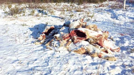 Caribou carcasses Chisasibi 3