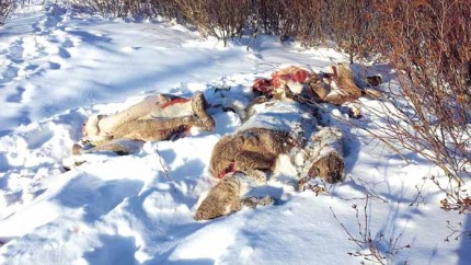 caribou carcasses Chisasibi 1