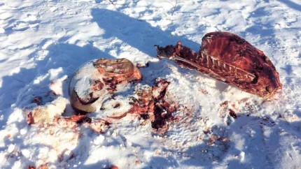 caribou carcasses Chisasibi 5